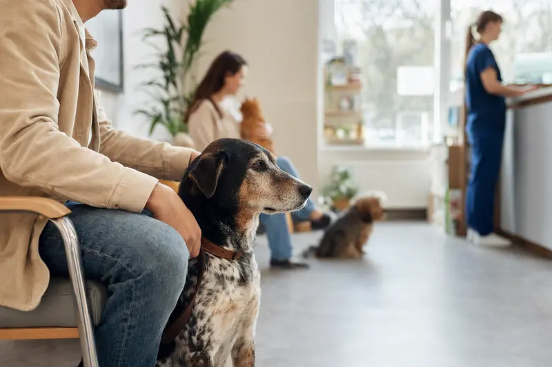 Herder Hund sitzt ruhig neben seinem Besitzer im hellen Wartezimmer einer modernen Tierarztpraxis.